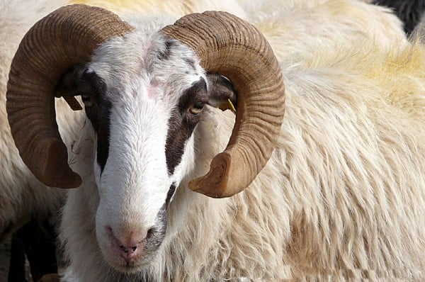 JUST IN: FG declares Monday, Tuesday public holidays for Eid-el-Kabir celebration