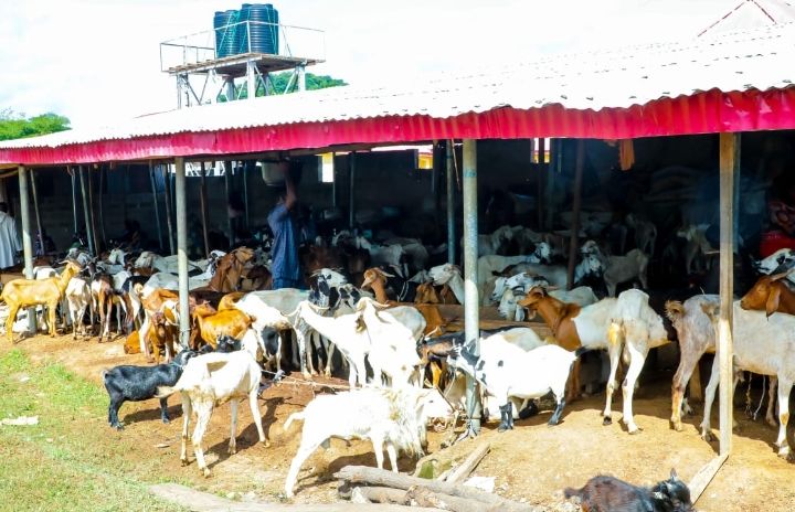 Sallah: Customers lament as rams sell for N.3m
