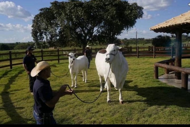 Most expensive cow in the world is protected by armed bodyguard