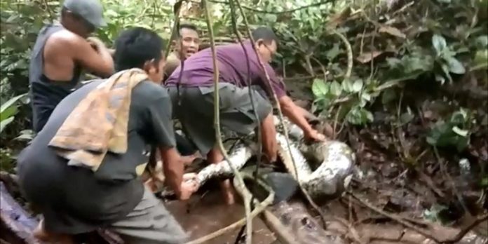 Missing woman found dead inside python snake after three days
